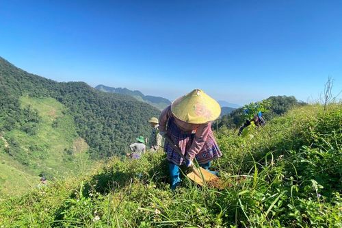 Triển khai chiến dịch trồng 30.000 cây xanh nhằm phục hồi 50ha rừng tự nhiên