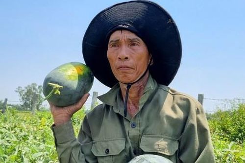 Thủ phủ dưa hấu Quảng Nam mất mùa, rớt giá thê thảm