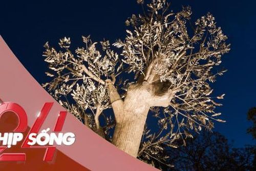 NHỊP SỐNG 24: Cây 'Hồi sinh' ở vườn hoa Cổ Tân có gì khiến chị đẹp Hồng Nhung, Mỹ Linh xúc động