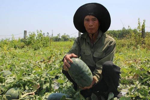 Dưa hấu Quảng Nam rớt giá, hai cân dưa giờ không đổi nổi một bó rau