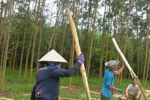 Keo non bị khai thác ồ ạt, nhà máy chế biến 'đói' nguyên liệu