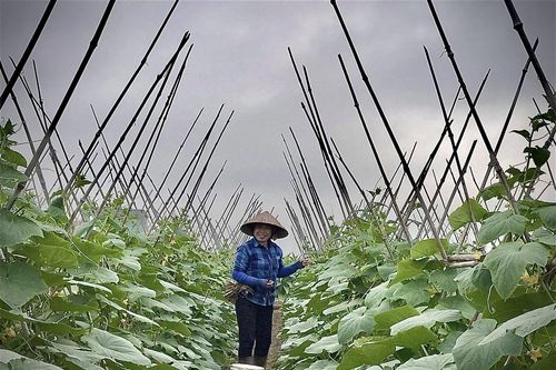 Người dân vùng biển trồng dưa chuột bao tử mang lại thu nhập cao