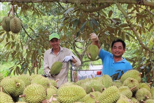 Thời tiết bất lợi, vụ trái cây hè có nguy cơ giảm mạnh năng suất