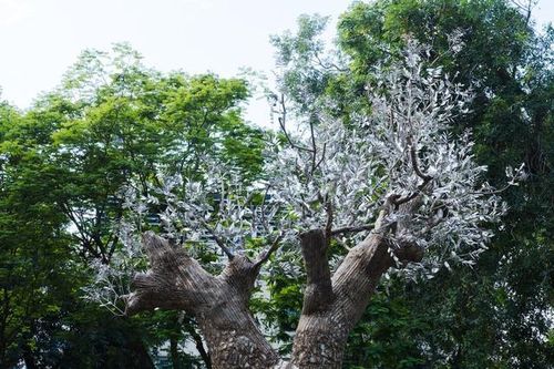 Tri ân thiên nhiên bằng tác phẩm nghệ thuật cây xà cừ 'hồi sinh'