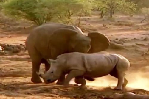 CLIP: Cuộc đối đầu nảy lửa giữa voi và đàn tê giác, ai mới là kẻ thống trị?