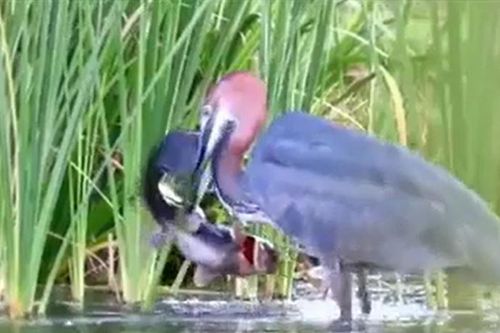 CLIP: Chim diệc 'tung chiêu độc', tóm gọn cá trên trong vòng '1 nốt nhạc'