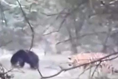 CLIP: Lớn mật đi săn gấu, hổ từ kẻ đi săn biến thành con mồi