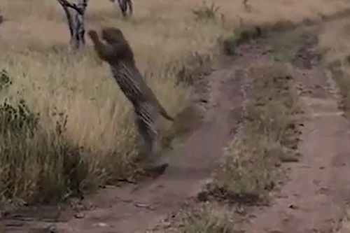 CLIP: Báo đốm phi thân, tóm gọn chim trong tích tắc