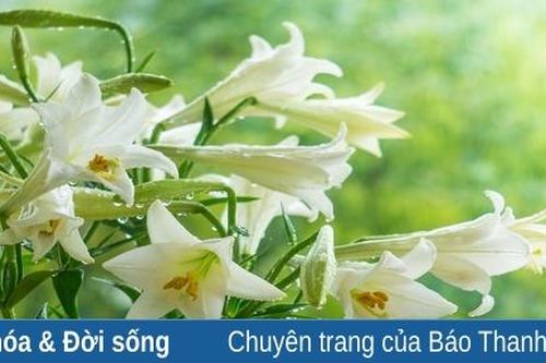 Loa kèn bịn rịn tháng tư