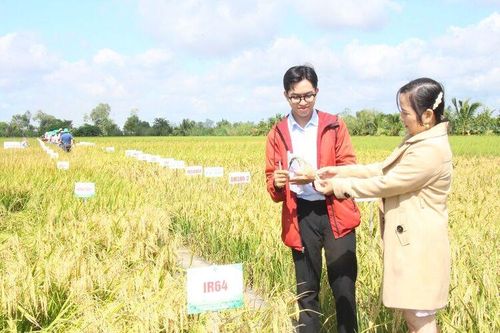 Tân Châu phát triển chuyên canh lúa chất lượng cao