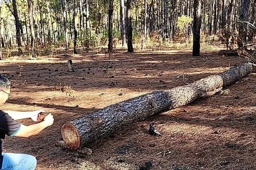 Gia Lai: Kiểm tra tình trạng xâm hại cây thông tại dự án sân golf FLC Đak Đoa