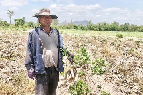 Krông Pa: Người trồng mì chịu thiệt hại kép