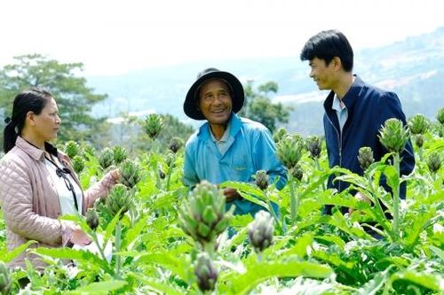 Hiệu quả từ Mô hình Liên kết trồng atiso