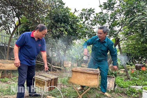 Nho Quan, người nuôi ong phấn khởi vào vụ thu hoạch mật