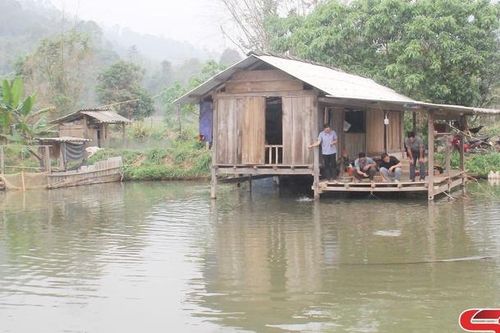 Cá dầm xanh ở Xuân Nha