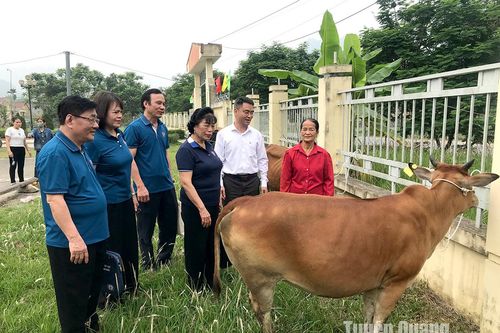 Tặng 30 con bò sinh sản cho người có hoàn cảnh khó khăn xã Yên Nguyên