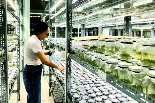Nguồn giống chất lượng cho những mùa trồng rừng