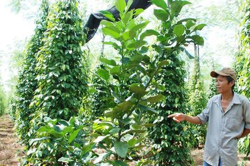 Đồng bào dân tộc thiểu số ở Lộc Ninh vươn lên từ những 'mùa vàng' trên đất đỏ