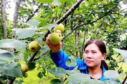 Chuyển đổi sản xuất hiệu quả, mở lối giảm nghèo bền vững ở Đồng Văn