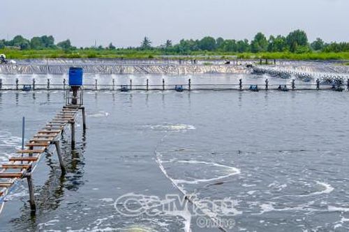 Phát triển ngành tôm Cà Mau trở thành trung tâm nuôi tôm hiệu quả, bền vững