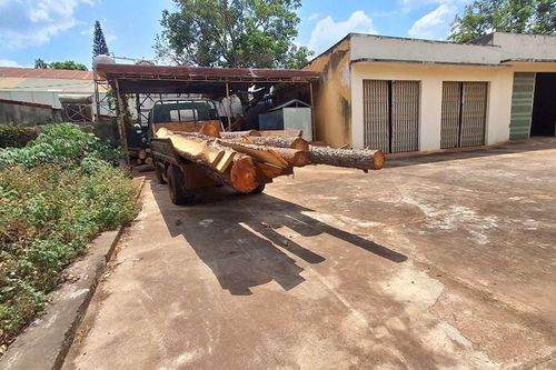 Điều tra vụ phá rừng thông trong dự án sân golf FLC