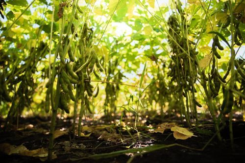 Giải pháp kép cho nông nghiệp bền vững và dinh dưỡng lành mạnh