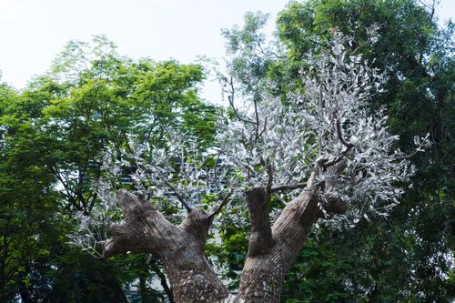 Cây xà cừ 70 năm tuổi đổ sau bão Yagi được 'hồi sinh' thành tác phẩm nghệ thuật