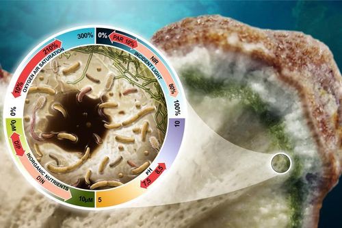 Phát hiện một dạng sống chưa từng được biết đến tại châu Phi