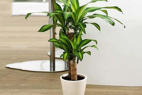 Cách chọn cây cảnh để chân cầu thang trong nhà hút vượng khí, tài lộc