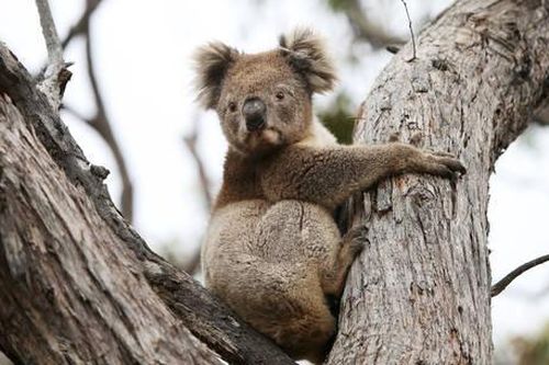 Chính quyền Australia bị chỉ trích sau vụ tiêu hủy hàng trăm con gấu Koala