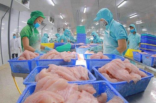 Xuất khẩu cá tra giữ đà tăng trưởng tốt