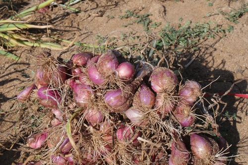Nông sản ở Quảng Nam, Quảng Ngãi mất mùa, rớt giá