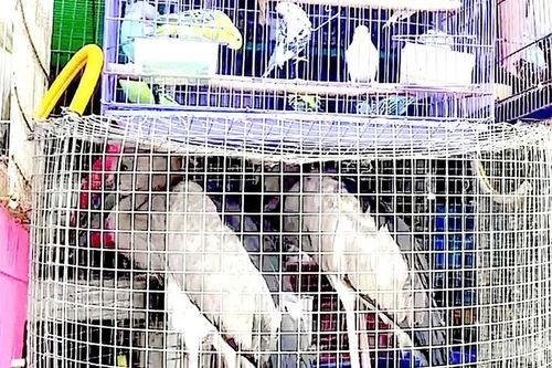 Long An: Tăng cường kiểm tra, xử lý tình trạng mua bán chim hoang dã