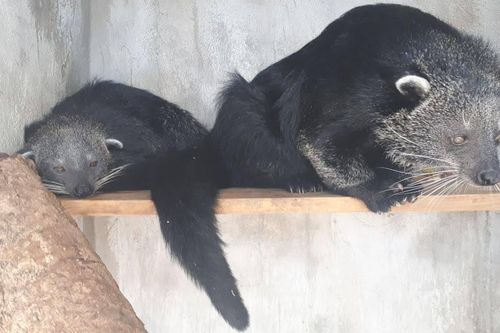 Lời cảnh tỉnh đanh thép với các đối tượng nuôi nhốt, buôn bán động vật hoang dã