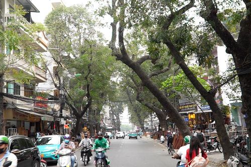 Hàng cây cổ thụ trước ngày di dời để mở đường 'đắt nhất hành tinh'
