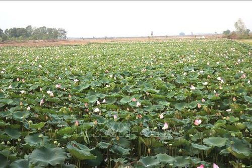 Đồng Tháp Mười - 50 năm tỏa ngát hương sen - Bài 2: Tiến quân khai phá Đồng Tháp Mười