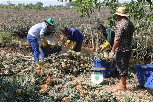 Đồng Tháp Mười - 50 năm tỏa ngát hương sen - Bài 3: Trái ngọt từ sự cần cù của người dân