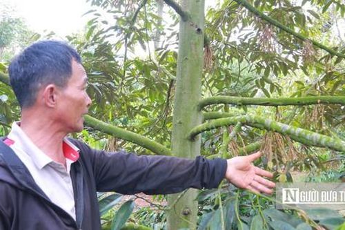 Nông dân trồng cây 'tỷ đô' chật vật vì thời tiết 'sáng nắng, chiều mưa'