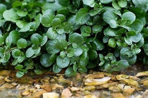 Mỹ đánh giá 'rau tốt nhất thế giới' hóa ra là rau quen thuộc ở nước ta