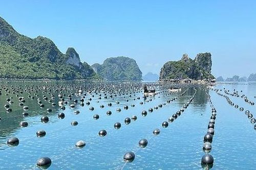'Thủ phủ hàu' Vân Đồn hồi sinh
