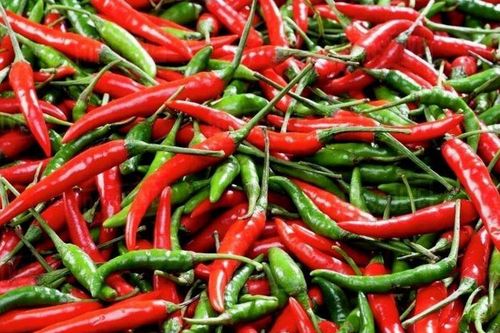Vì sao ớt lại có vị cay? – Bí mật đằng sau cảm giác 'bỏng miệng'