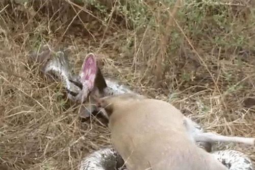 CLIP: Tham lam nuốt linh dương, trăn đá bị sừng con mồi đâm thủng họng
