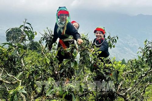 Thức giấc giữa đại ngàn: Chè cổ thụ trăm năm vào vụ ở Tây Côn Lĩnh