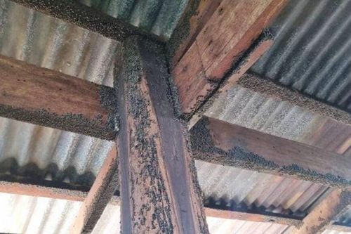 Cụ bà 95 tuổi phải sơ tán khẩn cấp vì hàng triệu đóm đen tràn vào nhà 'chiếm đóng'