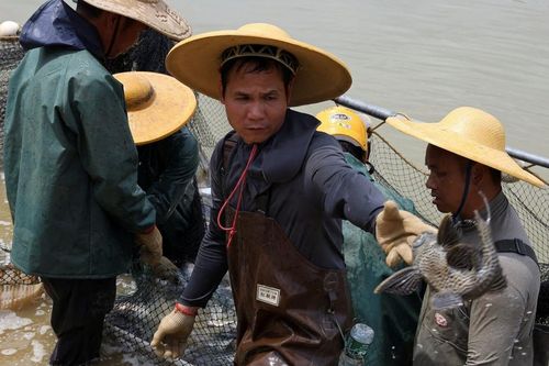 Chiến tranh thương mại Mỹ - Trung: Cá rô phi Trung Quốc cũng trở thành nạn nhân