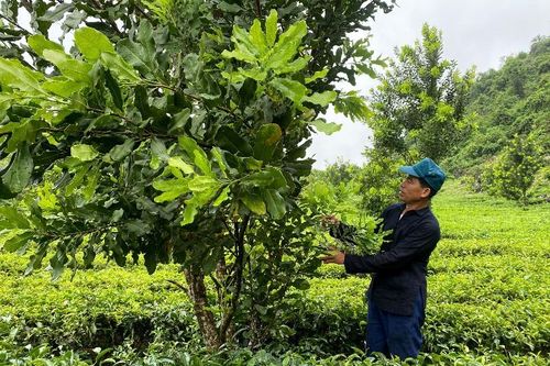 Khởi sắc Tà Hừa