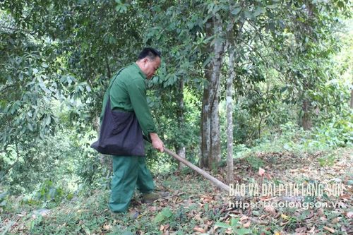 Văn Lãng: Cây hồi nay đã tỏa hương