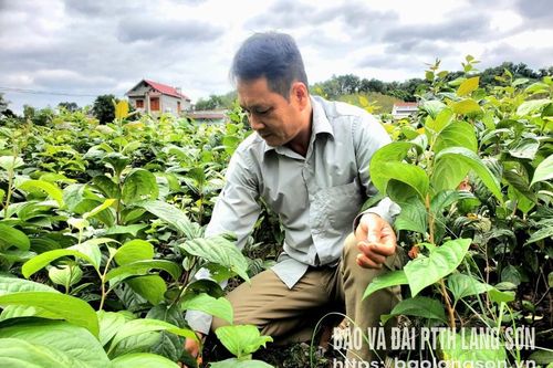 Nông dân làm giàu trên đồng đất quê hương