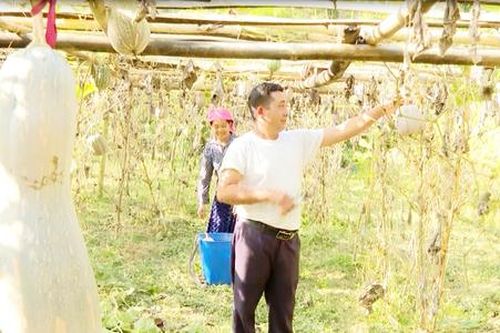 Về Yên Minh, nghe người dân bản địa kể chuyện xây trang trại thu bạc triệu trên núi đá