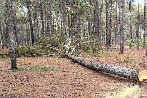 Vụ rừng thông trong sân golf bị phá: Do buông lỏng quản lý